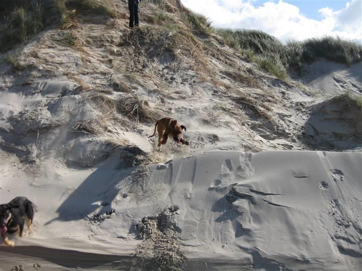 Rhodesian ridgeback Charlie billede 20