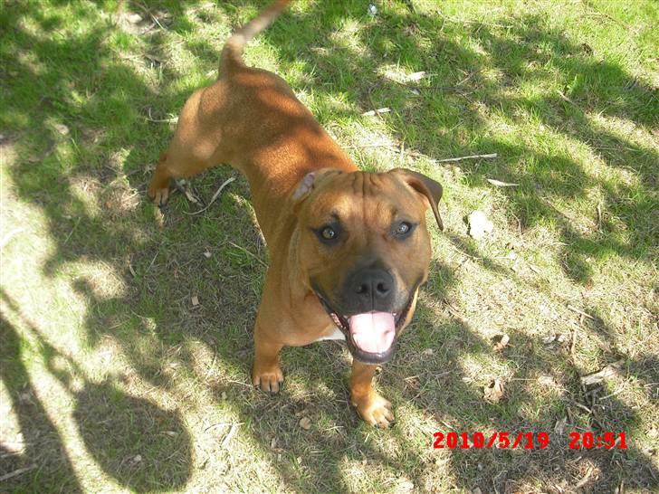 Amerikansk staffordshire terrier Rocky billede 7