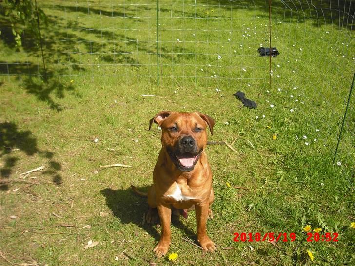 Amerikansk staffordshire terrier Rocky billede 8