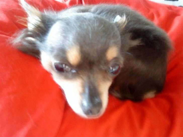 Chihuahua Dario billede 1