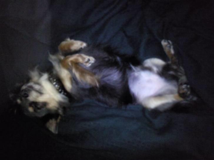 Chihuahua Dario billede 2