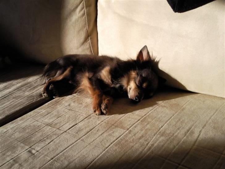 Chihuahua Dario billede 3