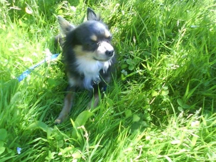 Chihuahua Dario billede 4