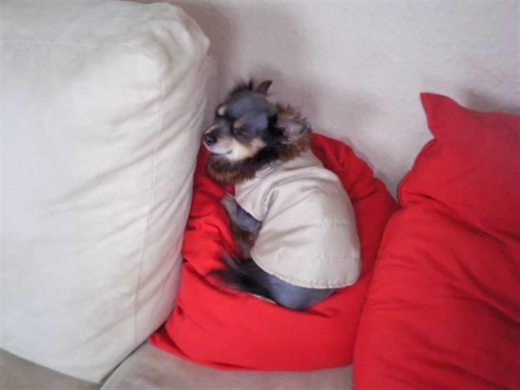 Chihuahua Dario billede 5