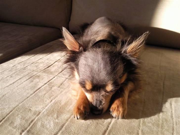 Chihuahua Dario billede 6