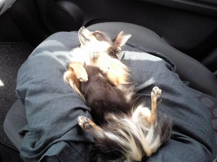 Chihuahua Dario billede 7