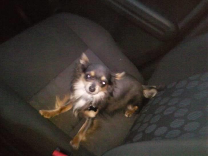 Chihuahua Dario billede 8
