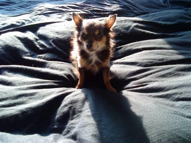 Chihuahua Dario billede 9