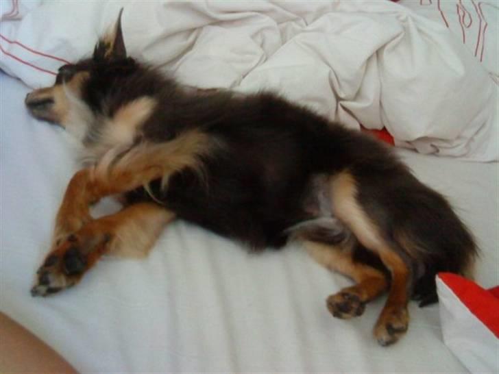 Chihuahua Dario billede 10