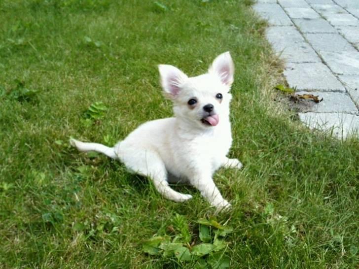 Chihuahua Albert billede 1