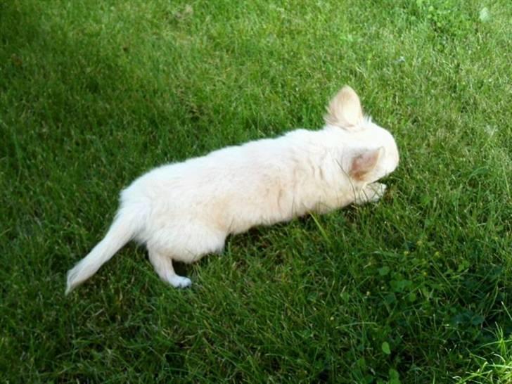 Chihuahua Albert billede 2