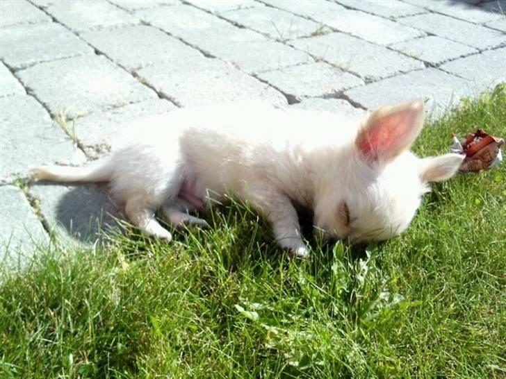 Chihuahua Albert billede 3