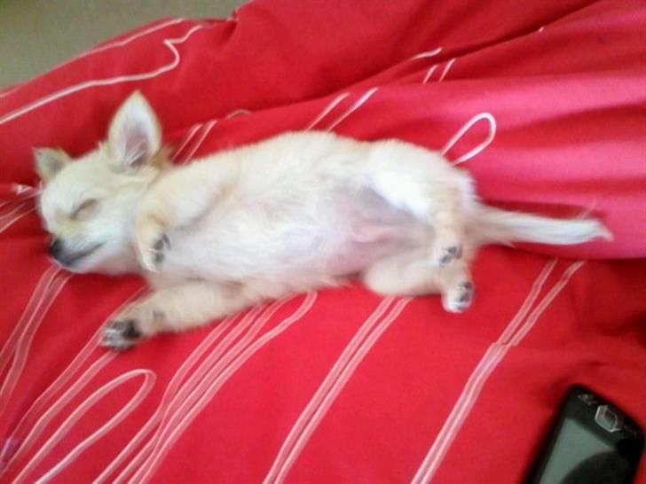 Chihuahua Albert billede 4