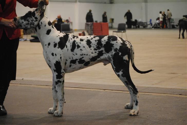 Grand danois Fansy - Fansy til udstilling i Herning november 2010 billede 1