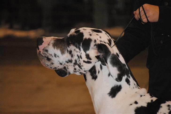 Grand danois Fansy - Flotte fyr billede 2