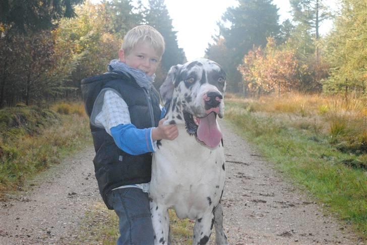 Grand danois Fansy - Adam og Fansy på tur billede 3