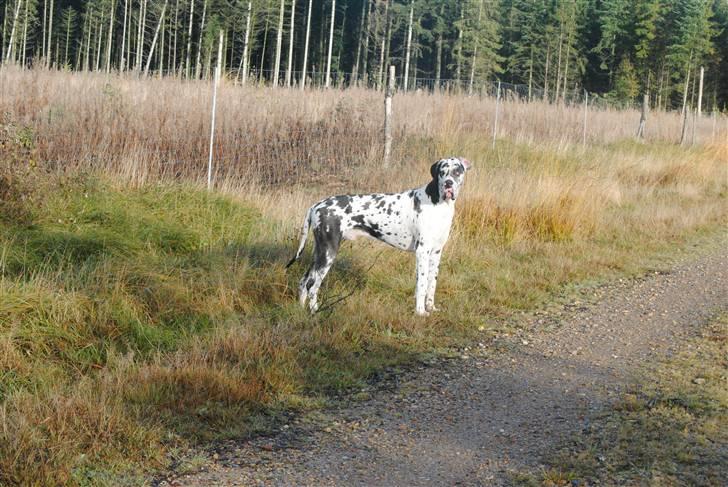 Grand danois Fansy - Dejligt ingen snor!!! Skal vi lege? billede 5