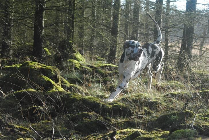 Grand danois Fansy - Hvor er det bare sjovt her i skoven billede 6