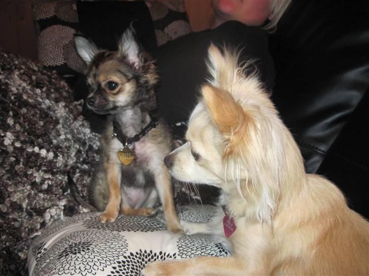 Chihuahua Coco - Coco 16 uger, Vega 9 mdr. billede 10