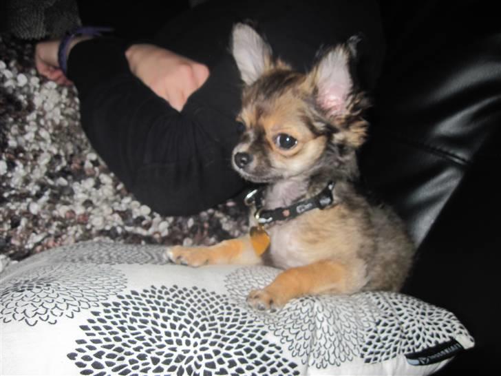 Chihuahua Coco - Coco 16 uger :) billede 11