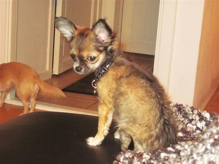 Chihuahua Coco - Coco 16 uger :) billede 12
