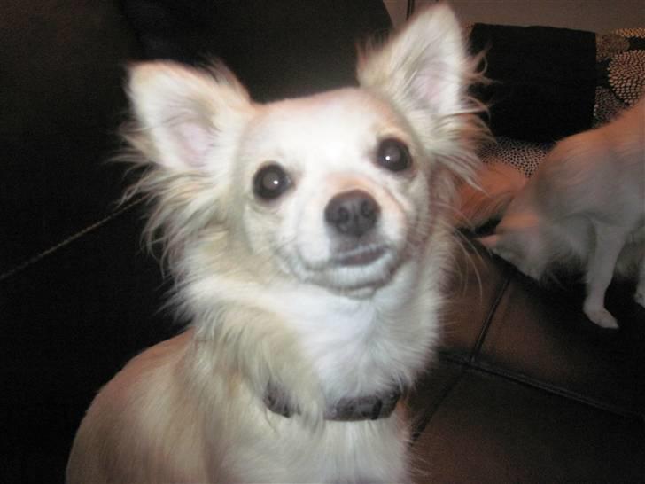 Blanding af racer Vega - Vega 9 mdr billede 17