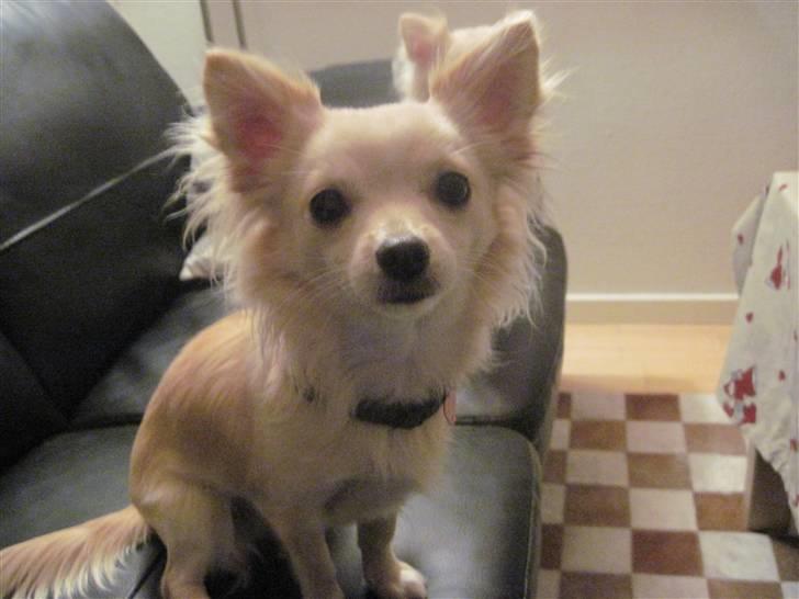 Blanding af racer Vega - Vega 9 mdr billede 18