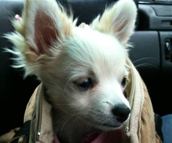 Blanding af racer Vega - Vega 14 uger billede 19