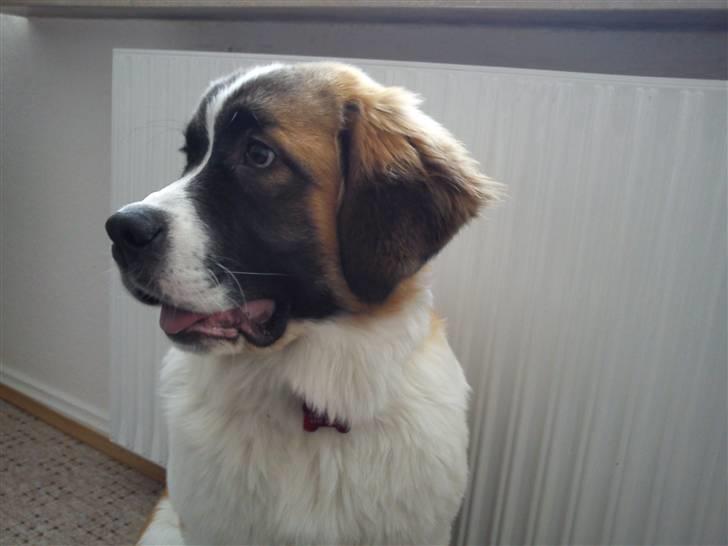 Sankt bernhardshund Tøsen billede 1