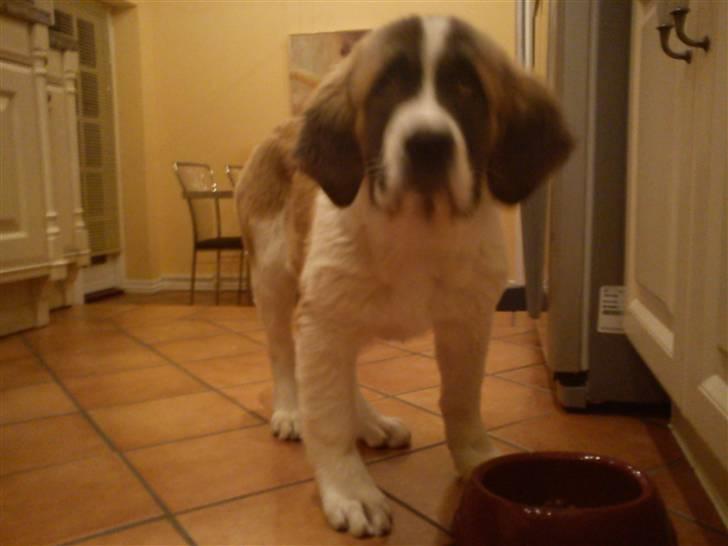 Sankt bernhardshund Tøsen billede 2