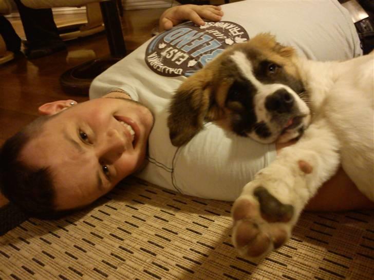 Sankt bernhardshund Tøsen billede 3