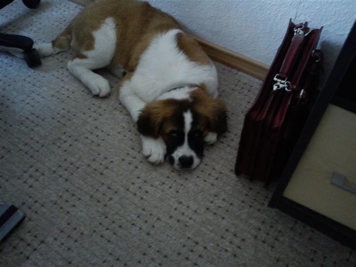 Sankt bernhardshund Tøsen billede 4