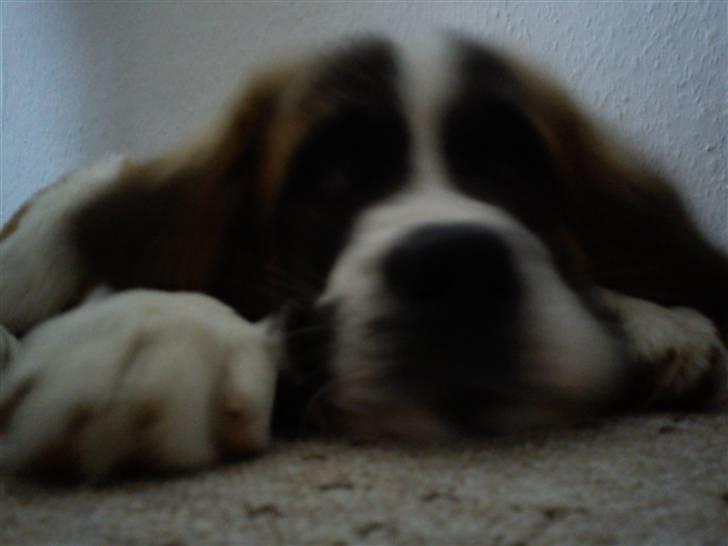 Sankt bernhardshund Tøsen billede 5