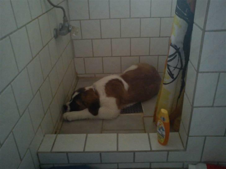 Sankt bernhardshund Tøsen billede 6