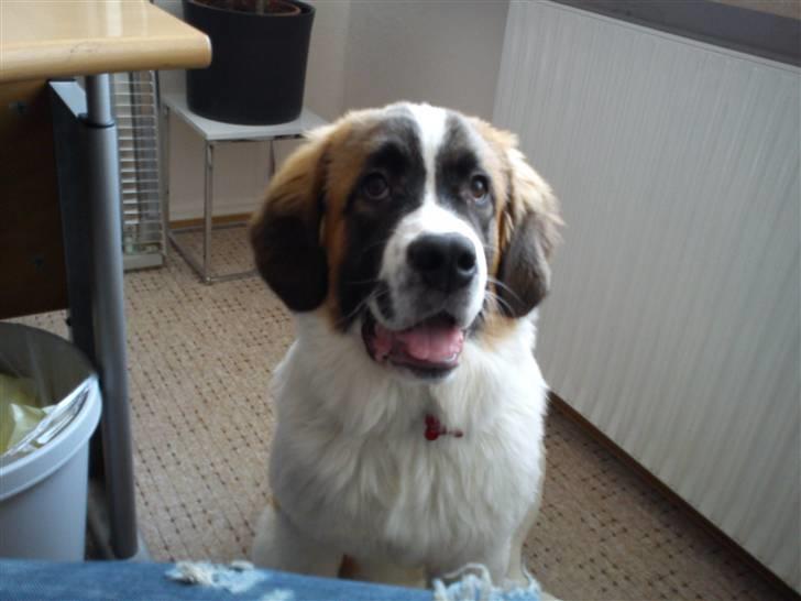 Sankt bernhardshund Tøsen billede 7