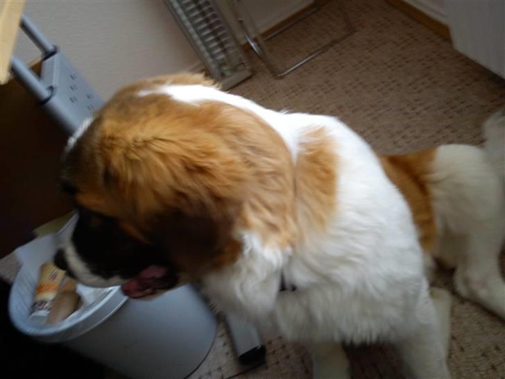 Sankt bernhardshund Tøsen billede 8