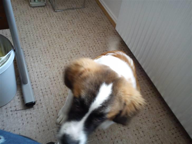 Sankt bernhardshund Tøsen billede 9