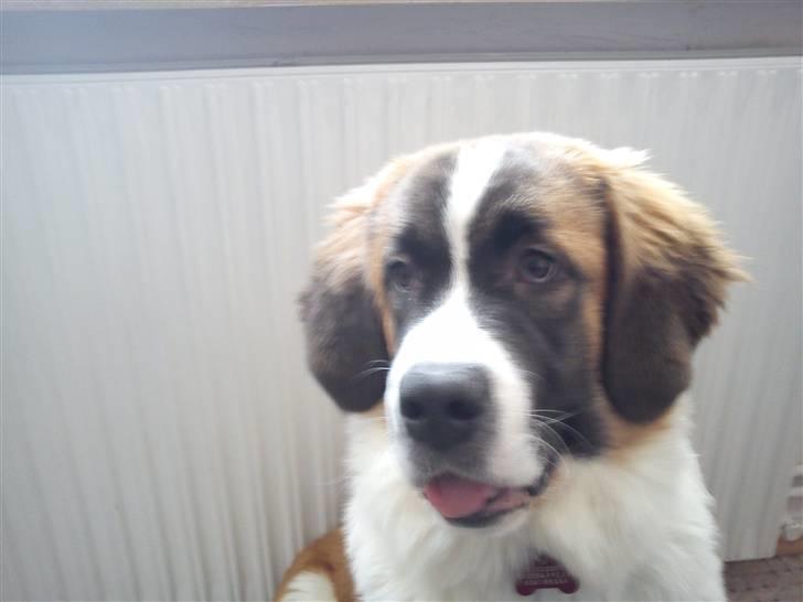 Sankt bernhardshund Tøsen billede 10