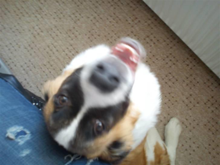 Sankt bernhardshund Tøsen billede 11