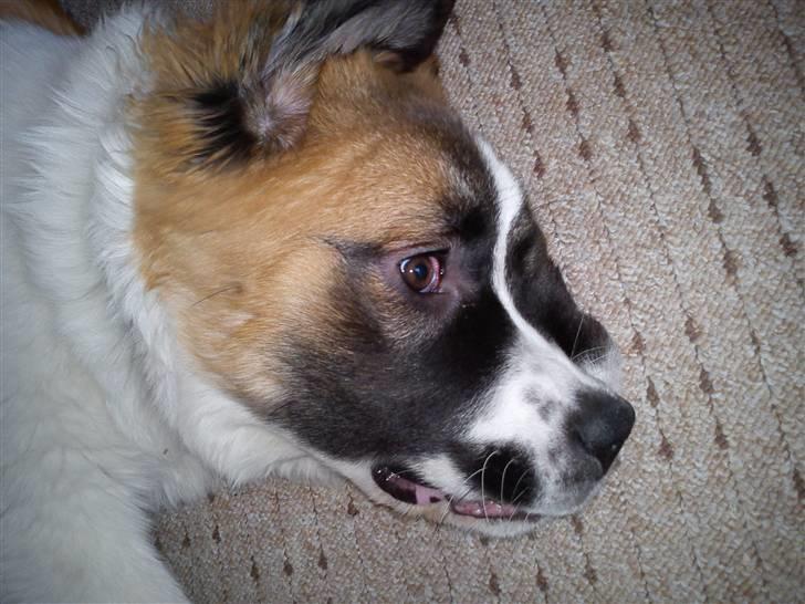 Sankt bernhardshund Tøsen billede 12