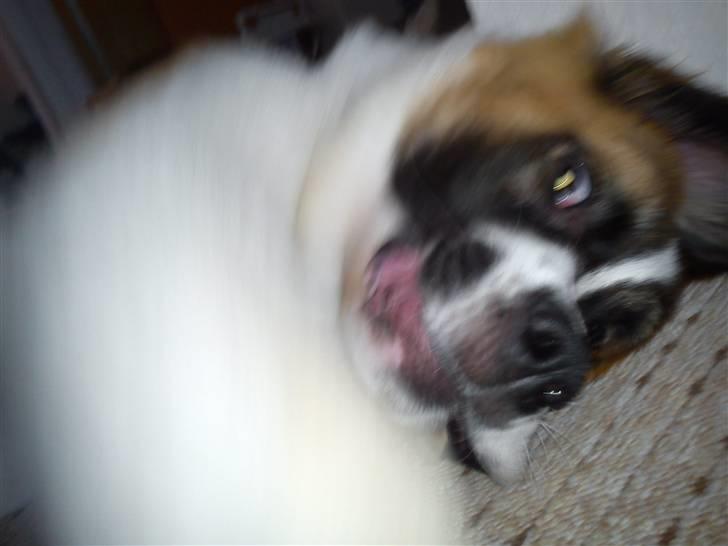 Sankt bernhardshund Tøsen billede 13