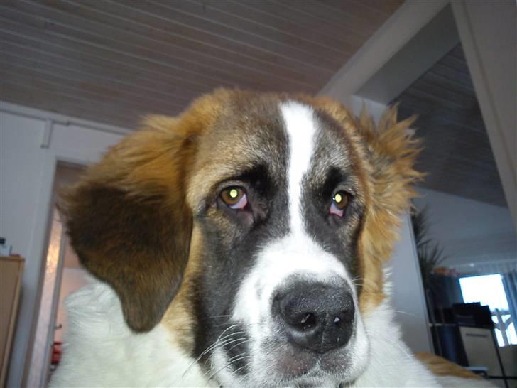 Sankt bernhardshund Tøsen billede 14