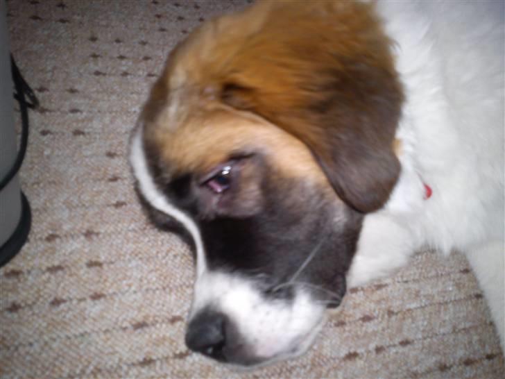 Sankt bernhardshund Tøsen billede 15