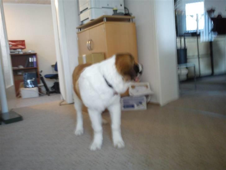 Sankt bernhardshund Tøsen billede 16