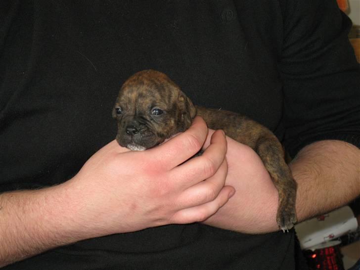 Blanding af racer Bella<3 - 4 uger billede 5