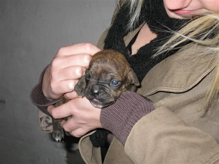 Blanding af racer Bella<3 - vores første møde <3 ca. 2 uger billede 6