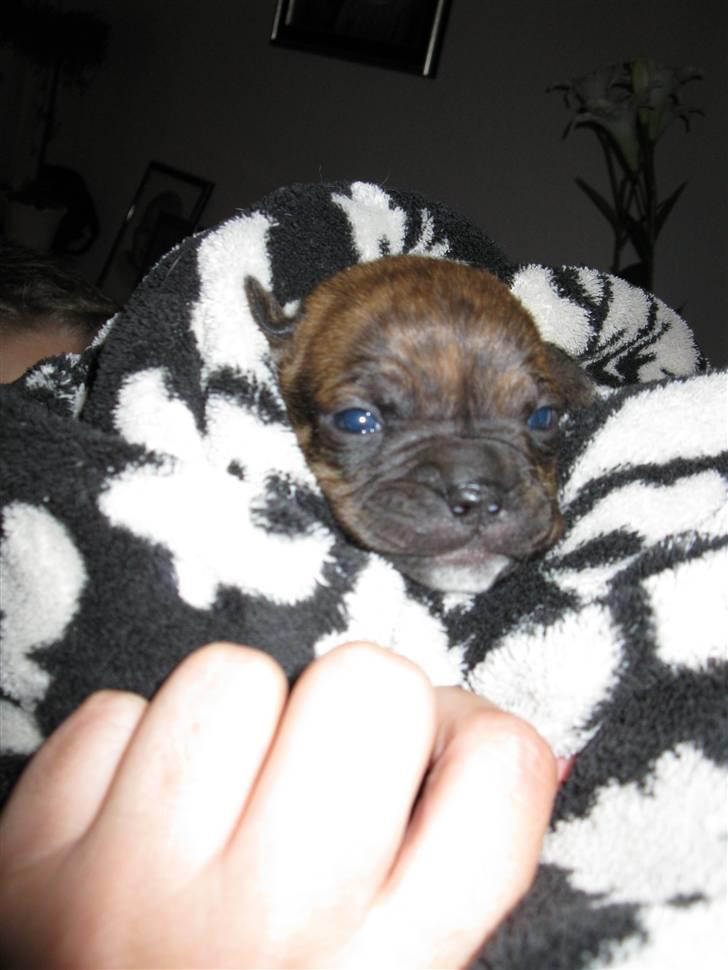 Blanding af racer Bella<3 - ca. 2 uger billede 7