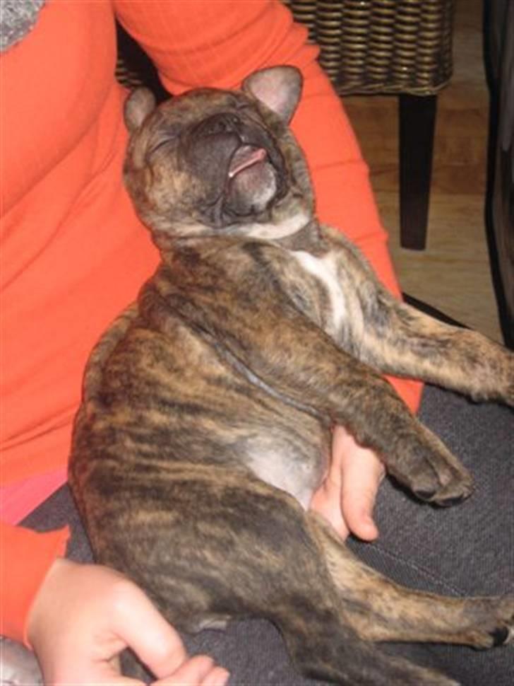 Blanding af racer Bella<3 - sover lige så godt som sin far:) 6 uger billede 8