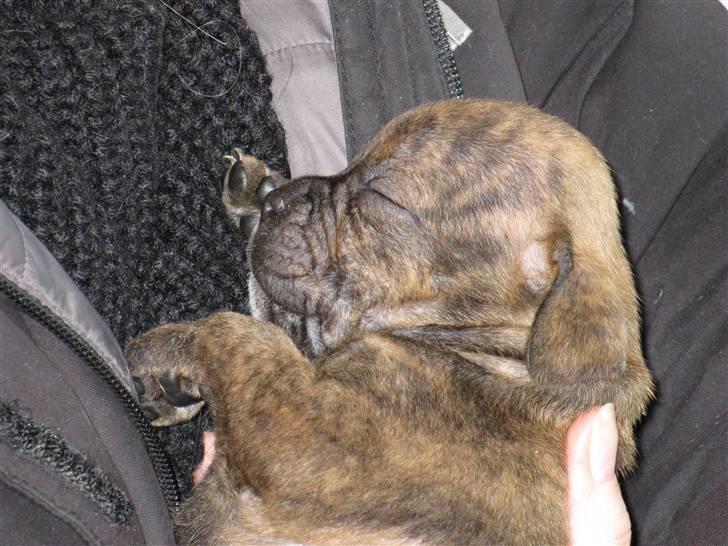 Blanding af racer Bella<3 - 4 uger billede 9