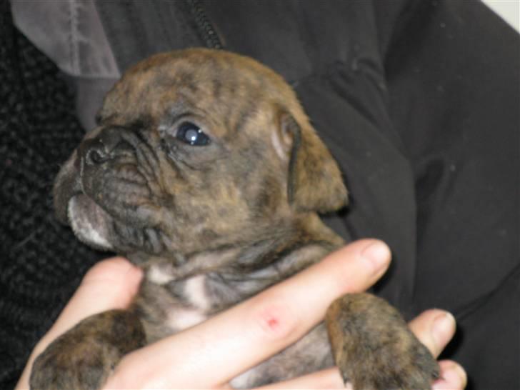 Blanding af racer Bella<3 - 4 uger billede 10